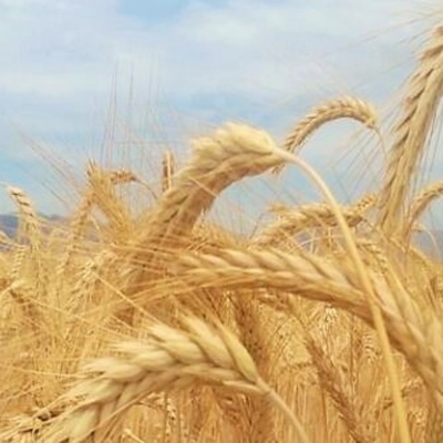 Agronomy Crops