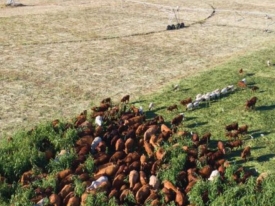 Covergraze - graze it and grow soil