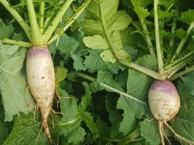 Smart Seasonal Feed Options 