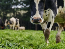 Stronger Pastures Year-Round 