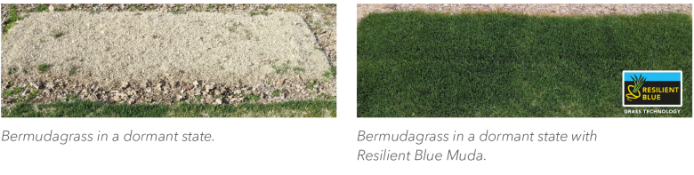 Bermudagrass comparison