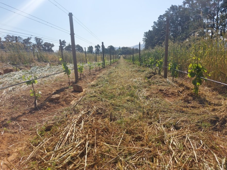 Cover Crop Termination IMAGE 3