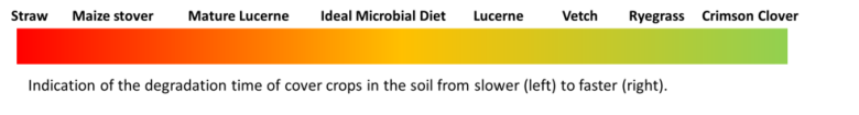 Double cropping into maize_IMAGE 3
