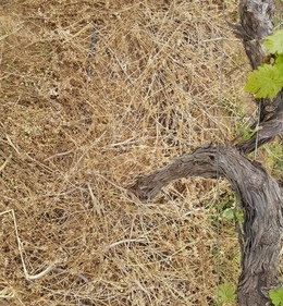 Increase resilience with living mulches IMAGE 3