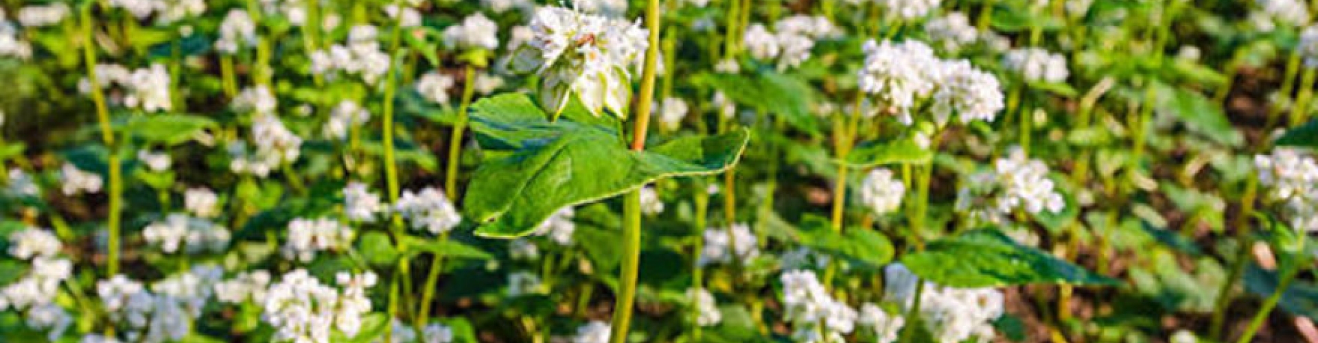 Buckwheat