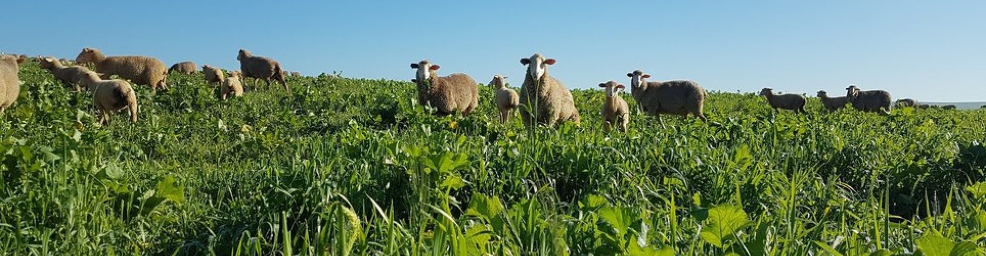 Cover Crops