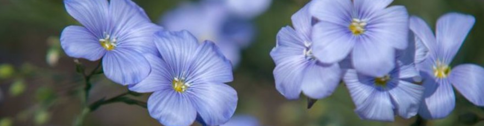 Flax