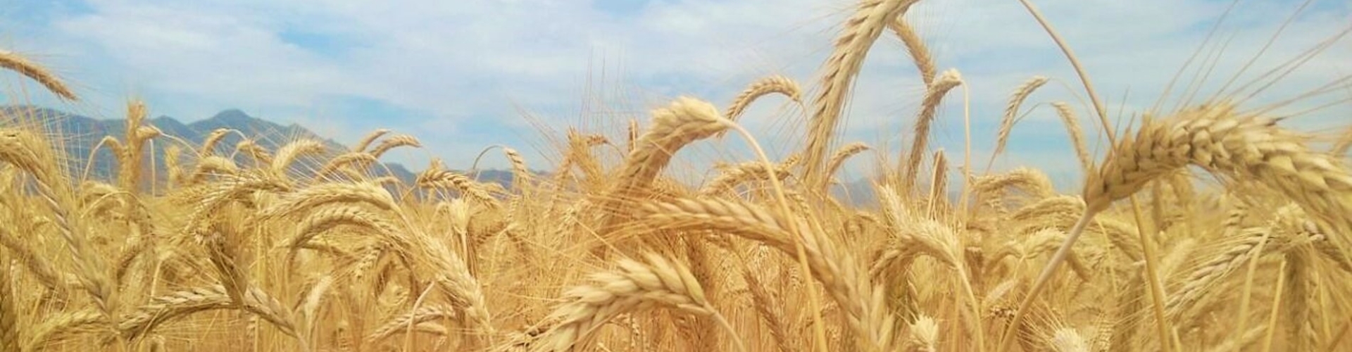 Agronomy Crops