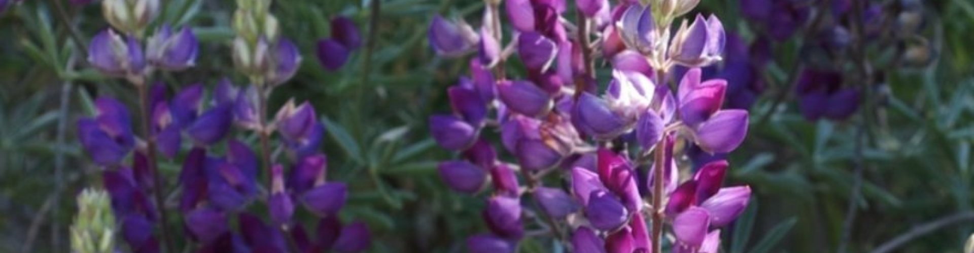 Narrow Leaf Sweet and Bitter Lupines