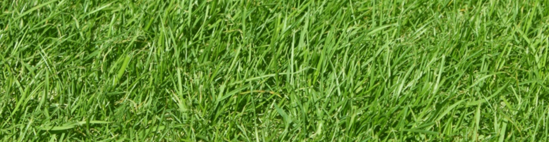 RPR Barbeta
