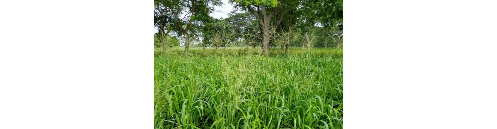 Agrosavia Sabanera