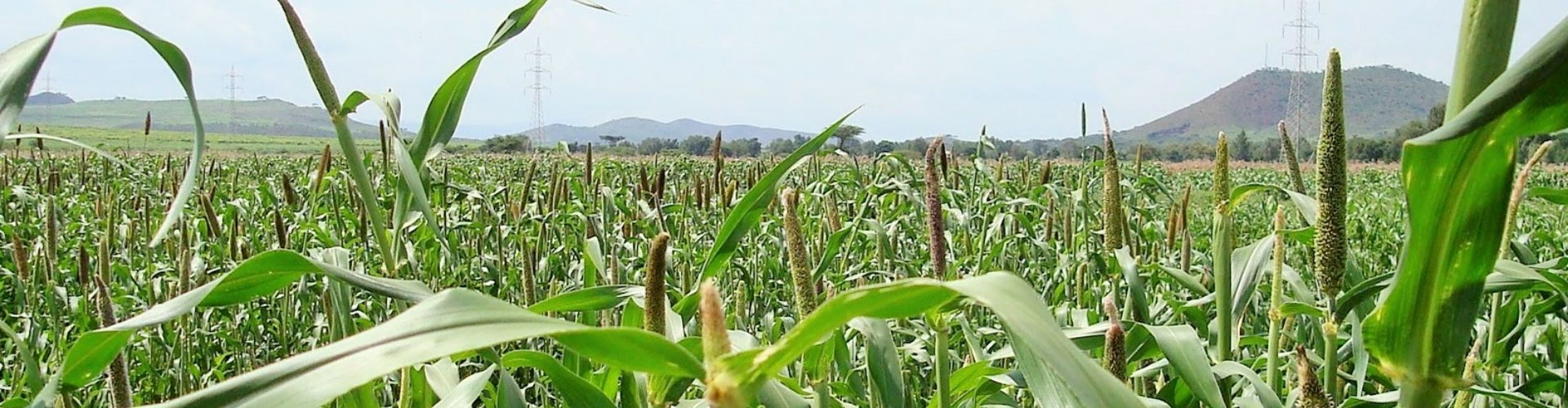 Babala Pearl Millet