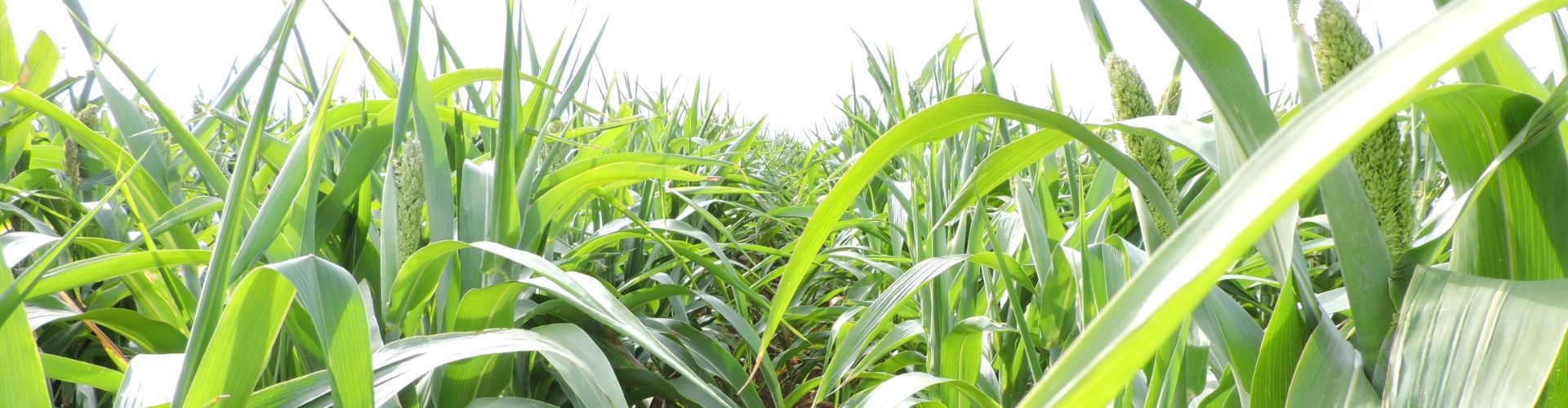 Bargrazer Forage Sorghum