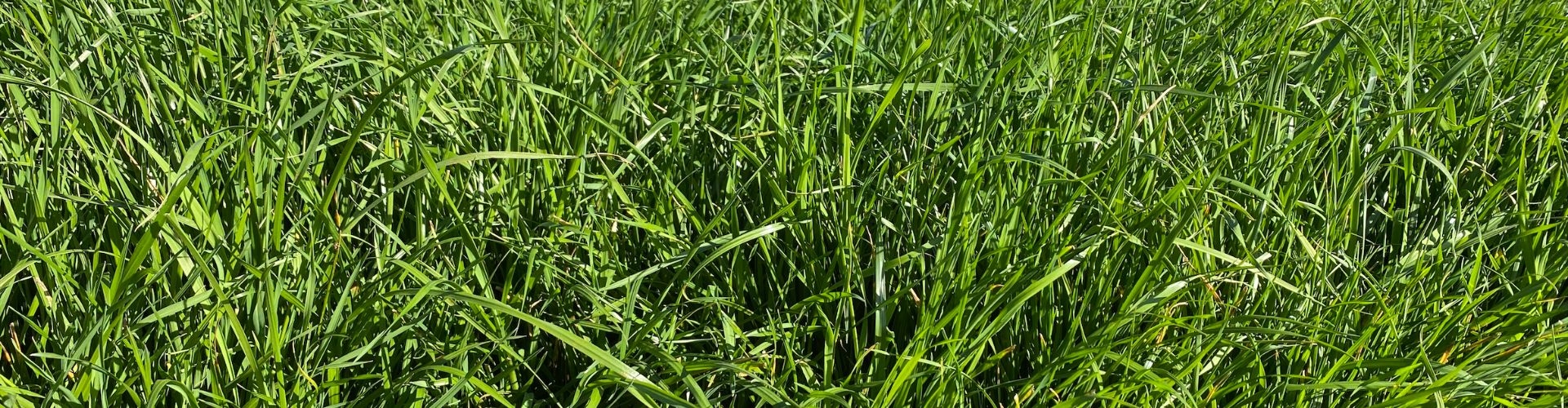 Barhill Hybrid Ryegrass