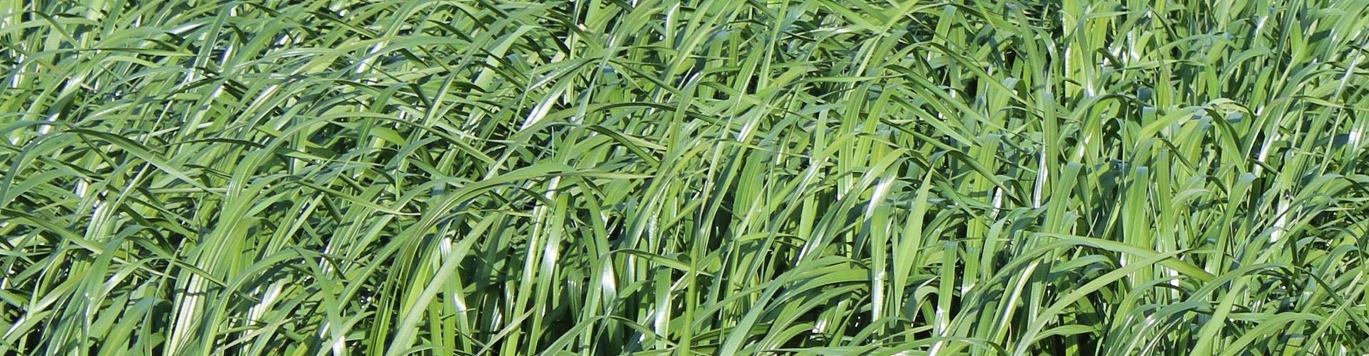 Bartimum Westerwold Ryegrass