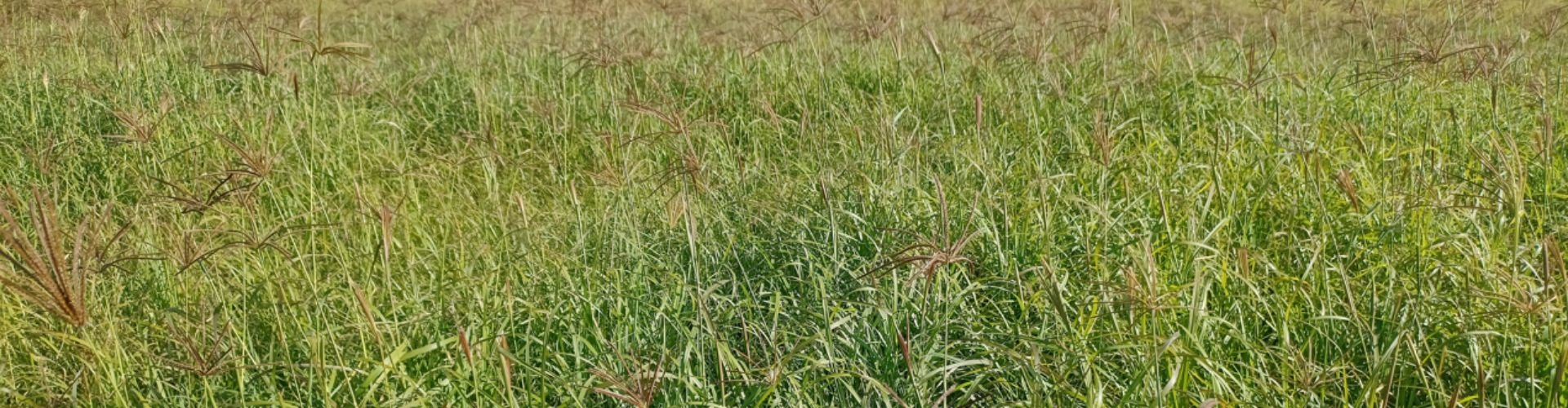 Endura Rhodes grass