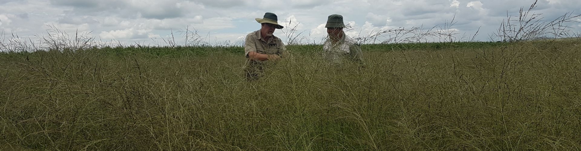 Ermelo Weeping Lovegrass