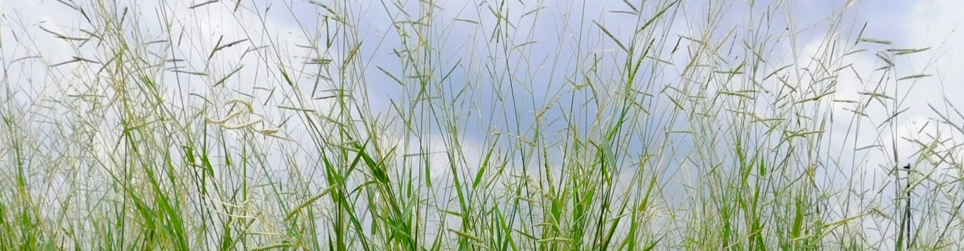 Sabi Grass