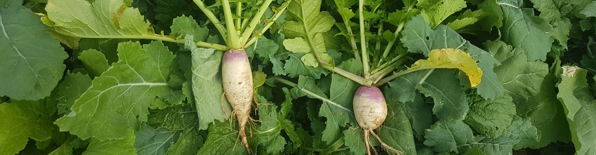 Smart Seasonal Feed Options 