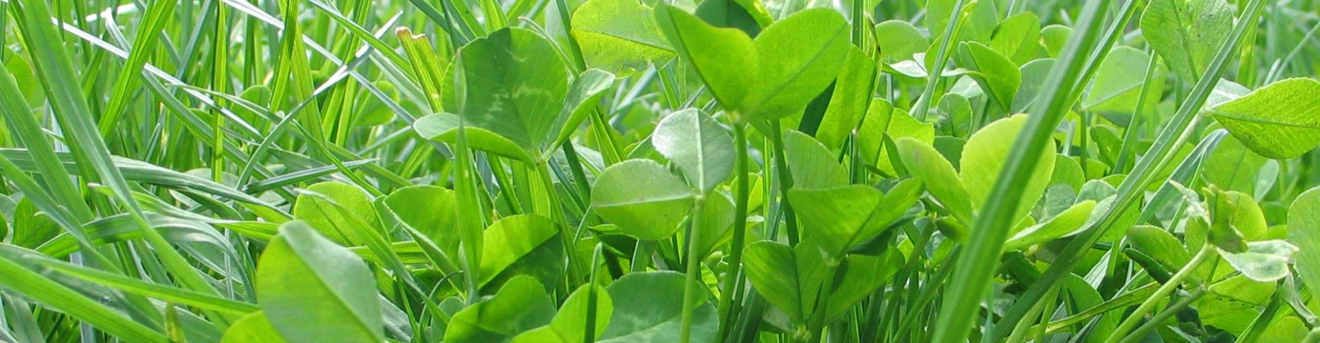 Storm | White Clover