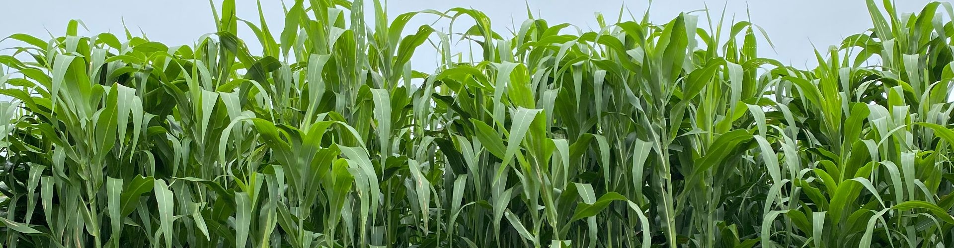 Sweet Choice | Forage Sorghum