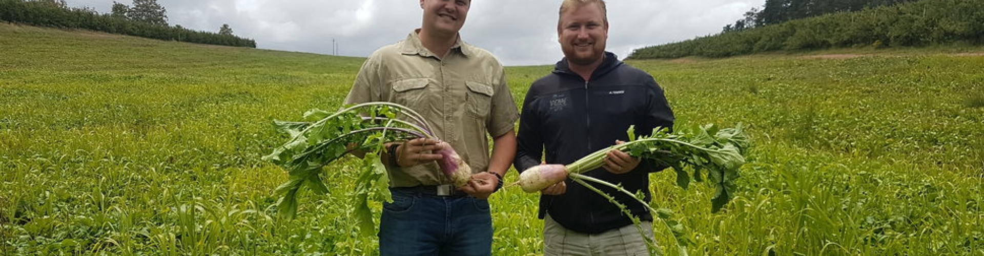 Brassica management IMAGE 1