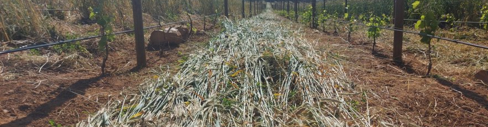 Cover Crop Termination IMAGE 2