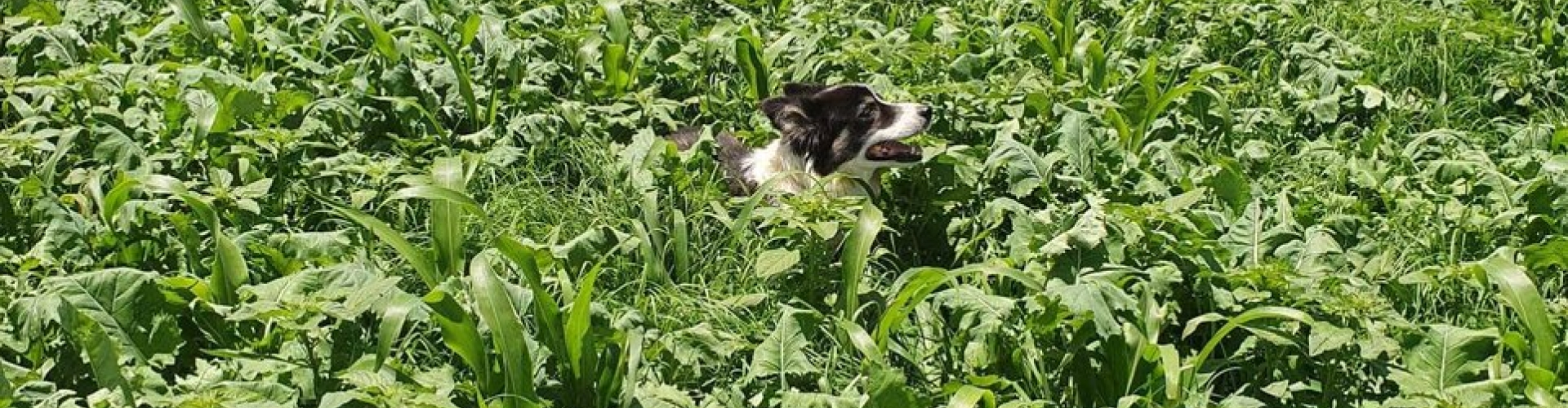 Double cropping into maize_IMAGE 2 Fitch Summer Cover Crop