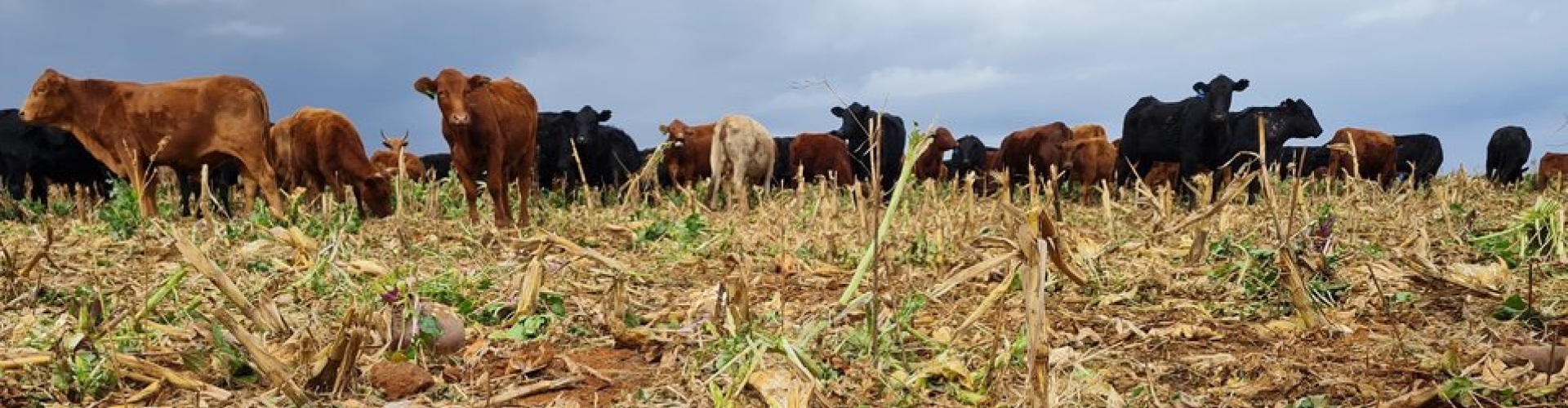 Intercropping IMAGE 1