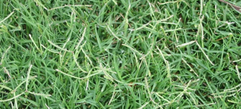 Bermuda Grass