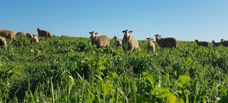 Cover Crops