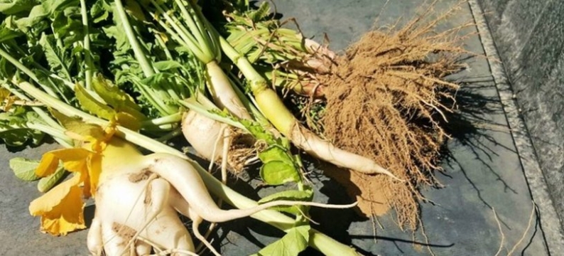 Daikon