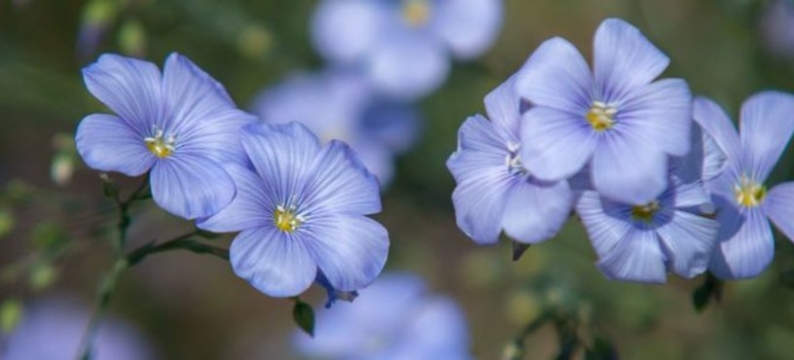 Flax
