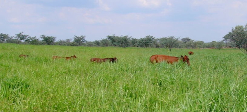 Marandu