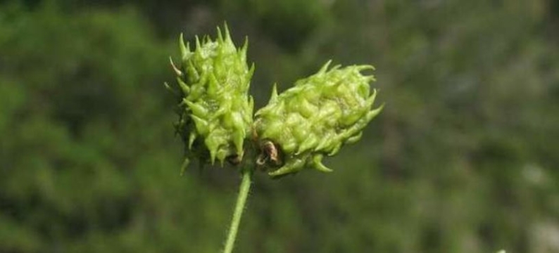 Paraggio