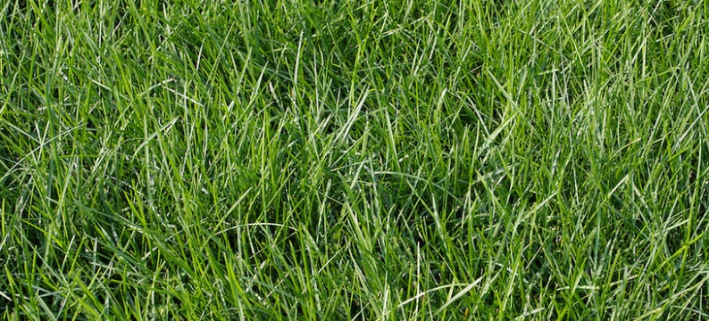 Poa Trivialis