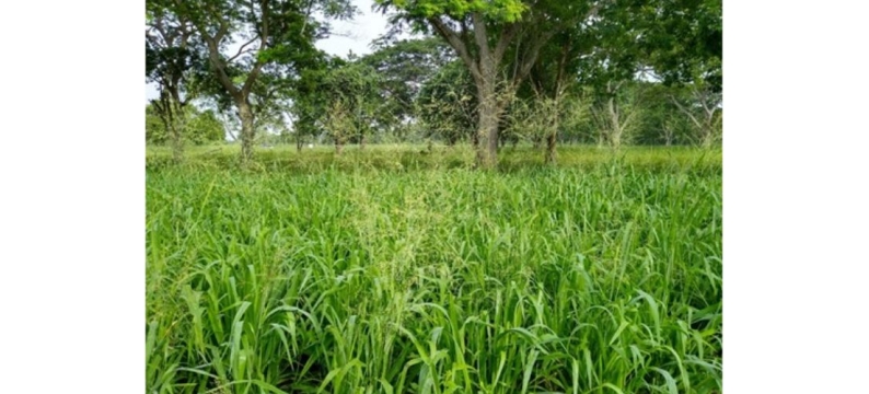 Agrosavia Sabanera