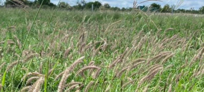 Blue Buffalo Grass