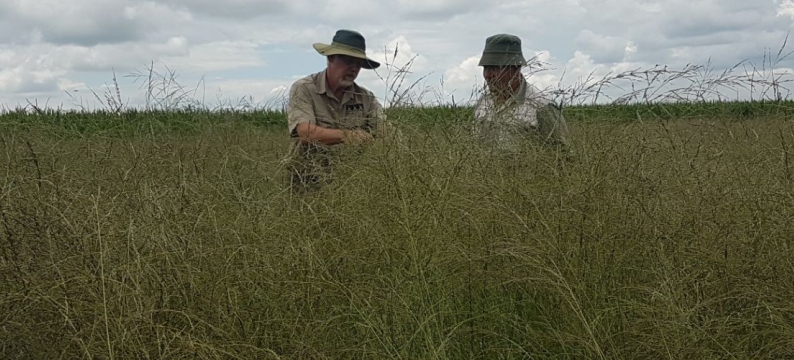 Ermelo Weeping Lovegrass