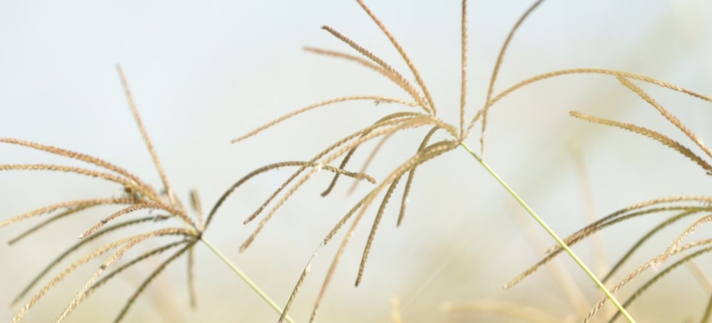 Katambora | Rhodes Grass