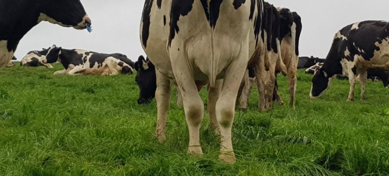 Kikuyu Grass