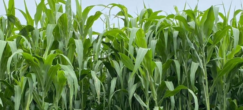 Sweet Choice | Forage Sorghum