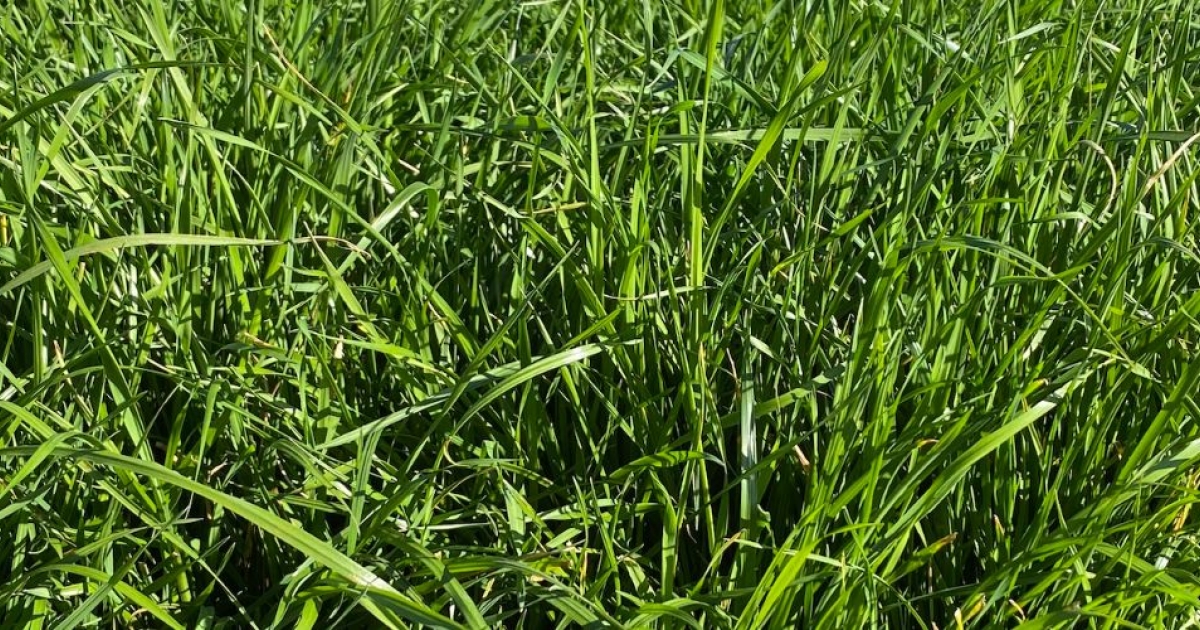 Barhill | Italian Hybrid Ryegrass | Barenbrug