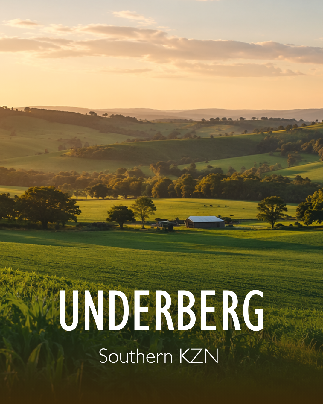 underberg