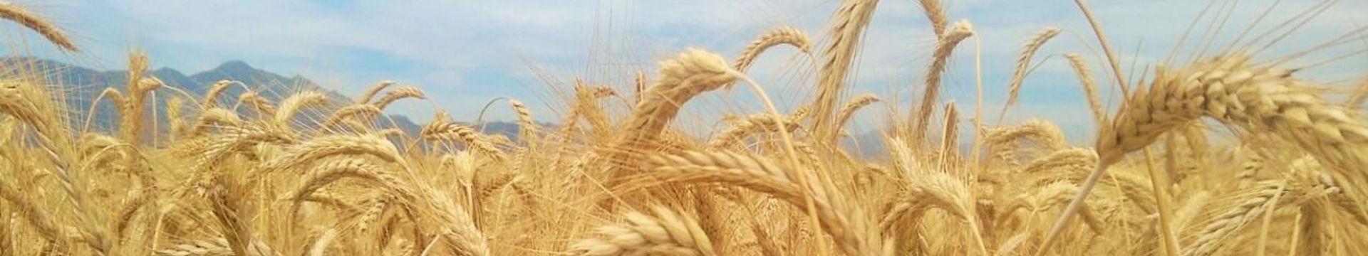 Agronomy Crops