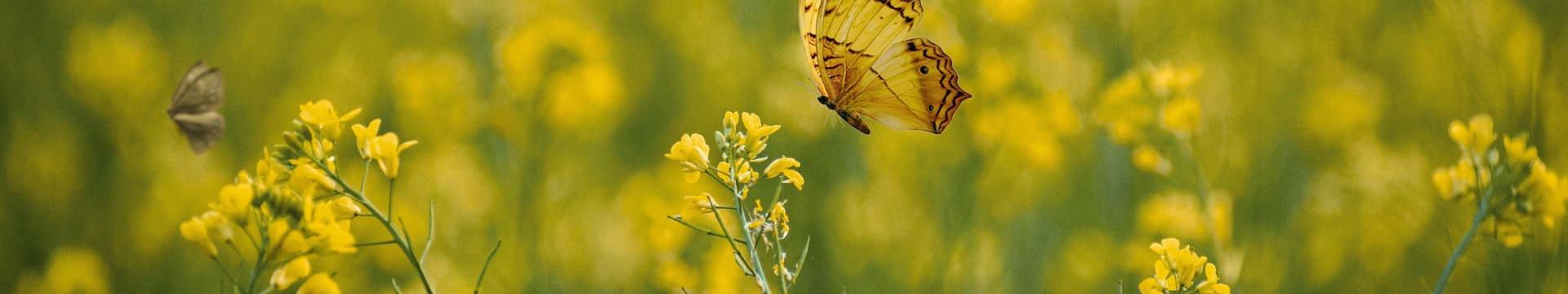 Brown Mustard Seed