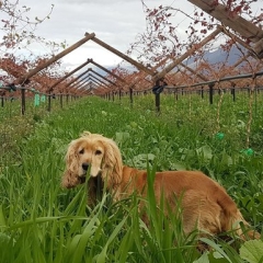 Cover Crops 2