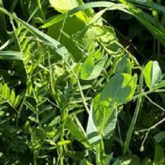 Biomass Production & Organic Material 