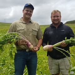 Brassica management IMAGE 1