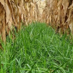 Double cropping into maize_IMAGE 1 Ribeye oversow 3